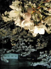 いつかの桜
