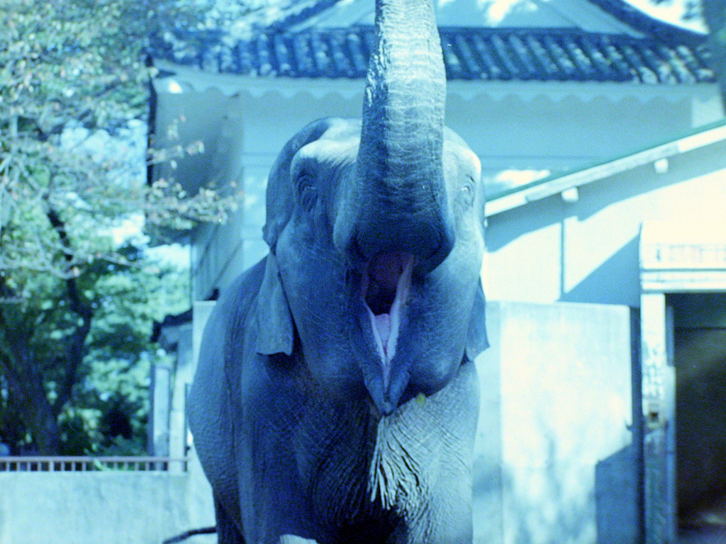 ぱお～ん