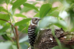 啄木鳥