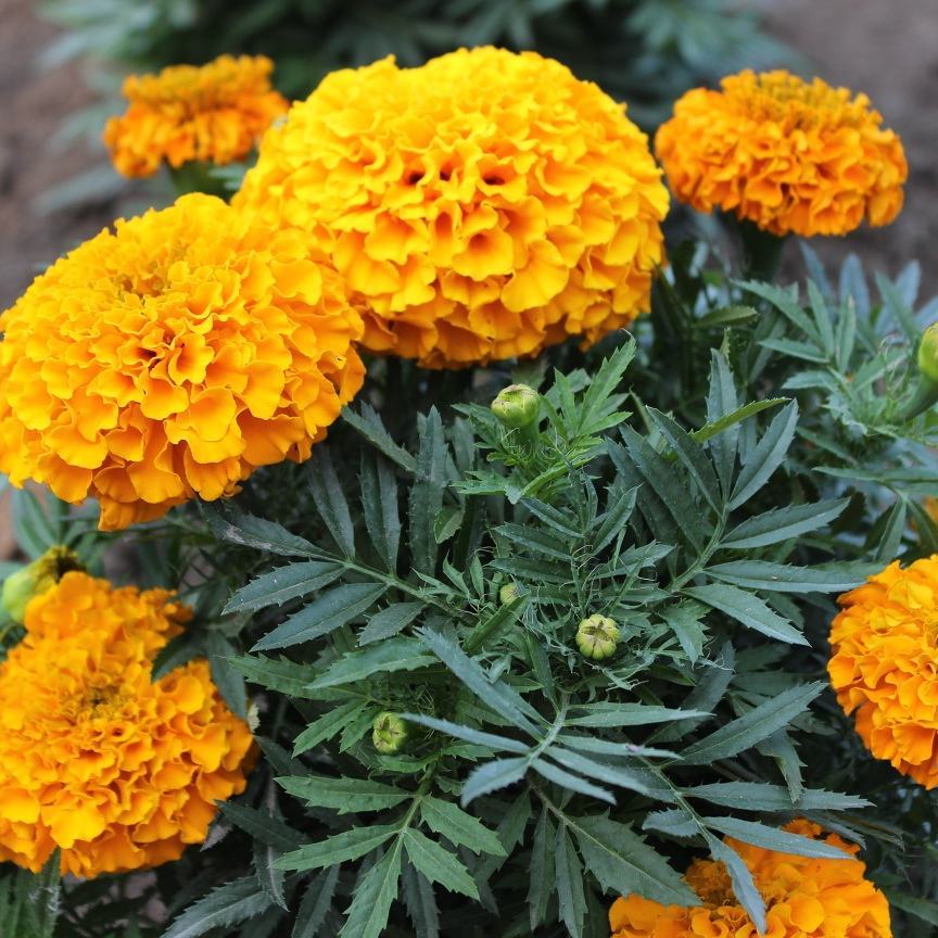 IMG_20170708_062851_668