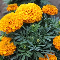 IMG_20170708_062851_668