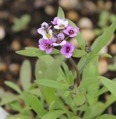 PicsArt_06-13-11.24.51