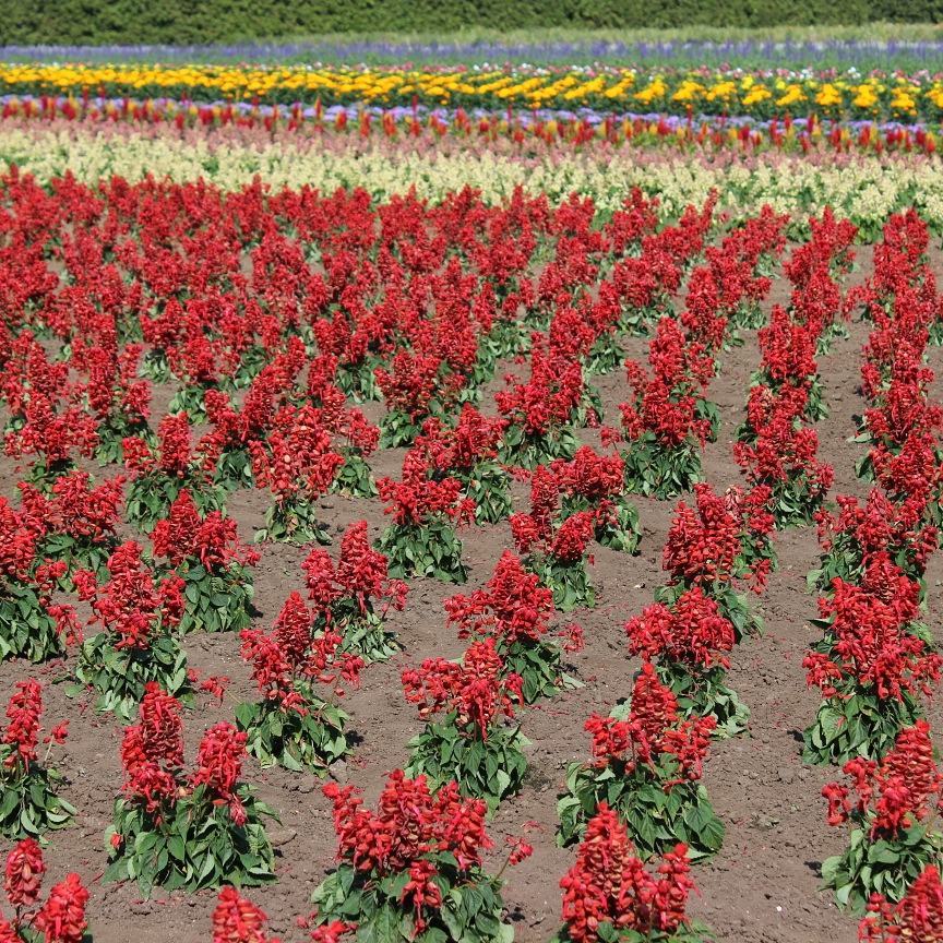 IMG_20170708_062851_667