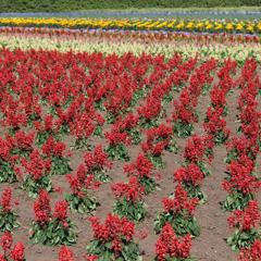 IMG_20170708_062851_667