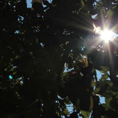 IMG_20170708_062851_661