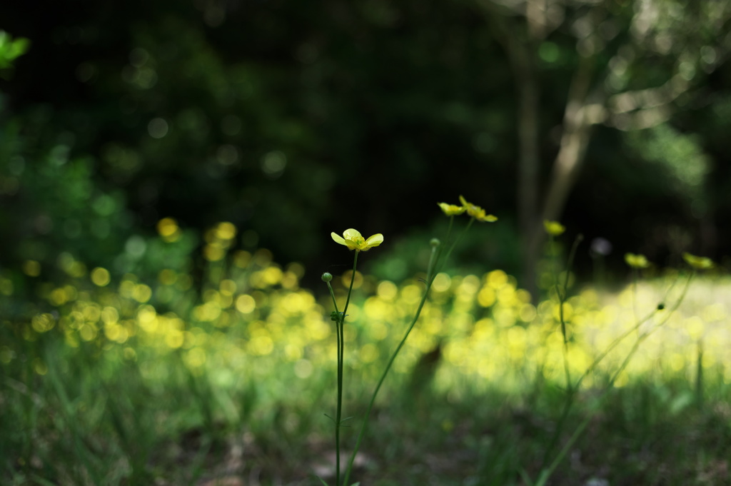 野に咲く花