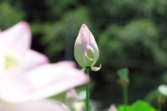 蕾