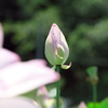 蕾