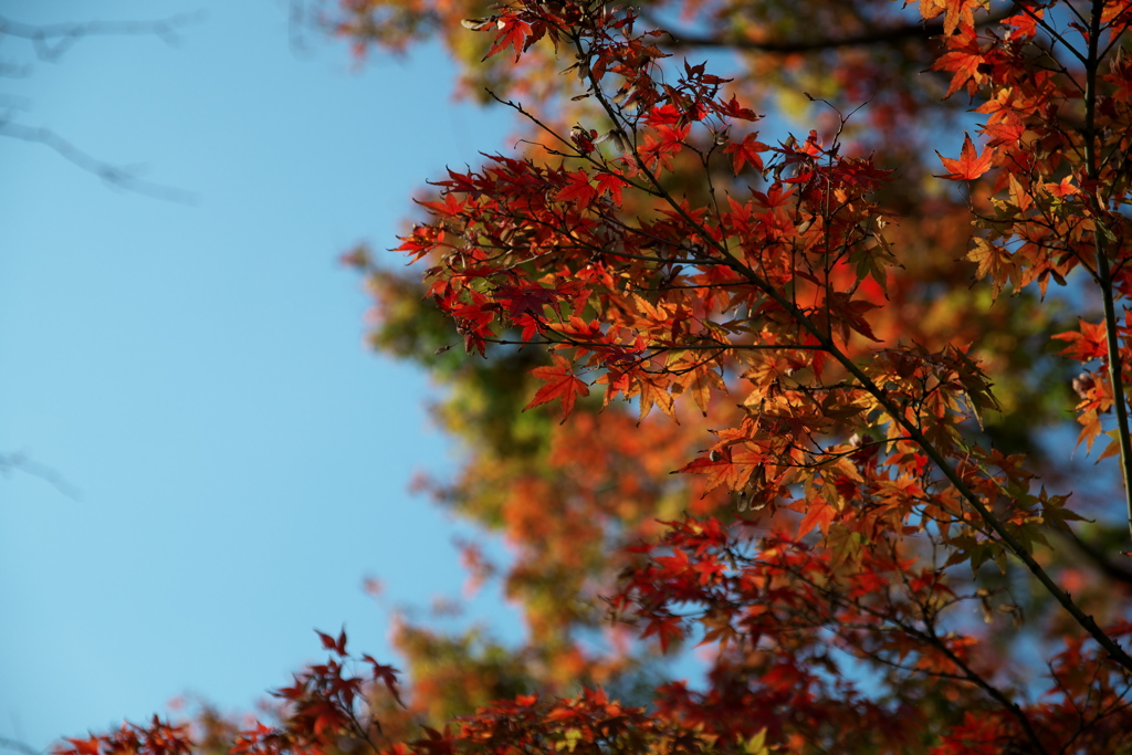 青空と紅葉