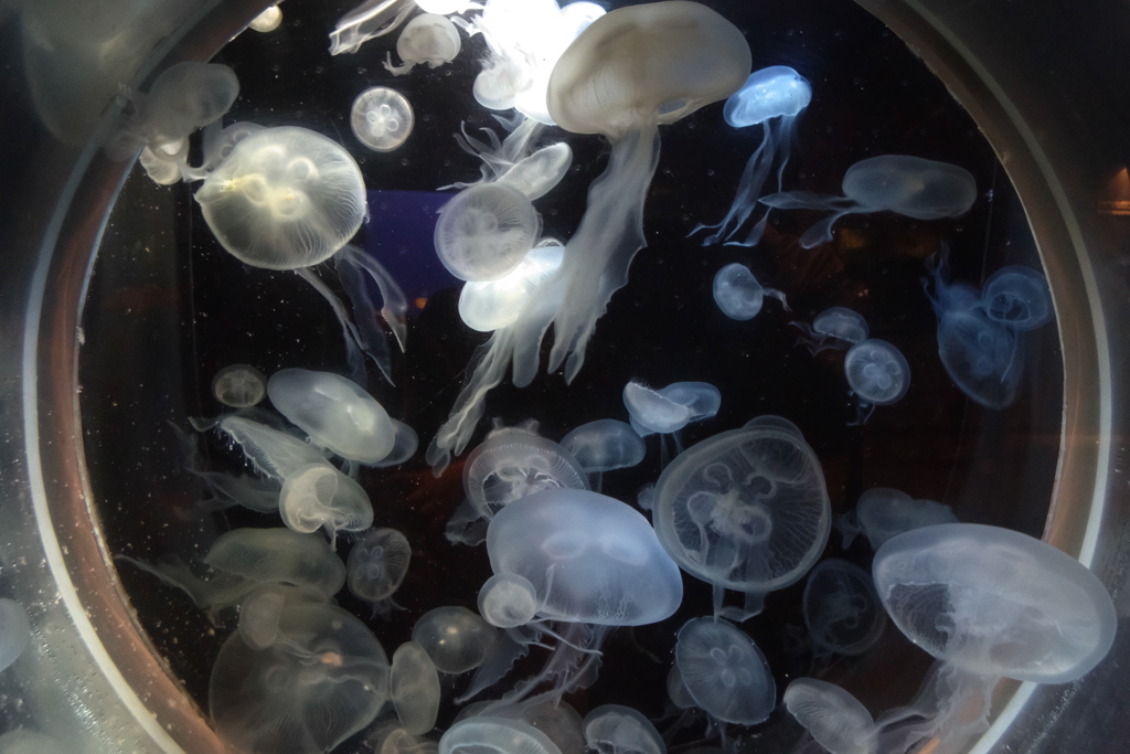 海月