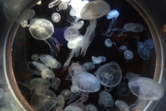 海月