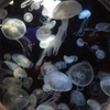 海月