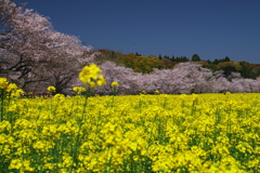 桜と菜の花