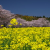 桜と菜の花