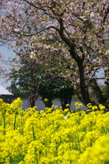 桜吹雪