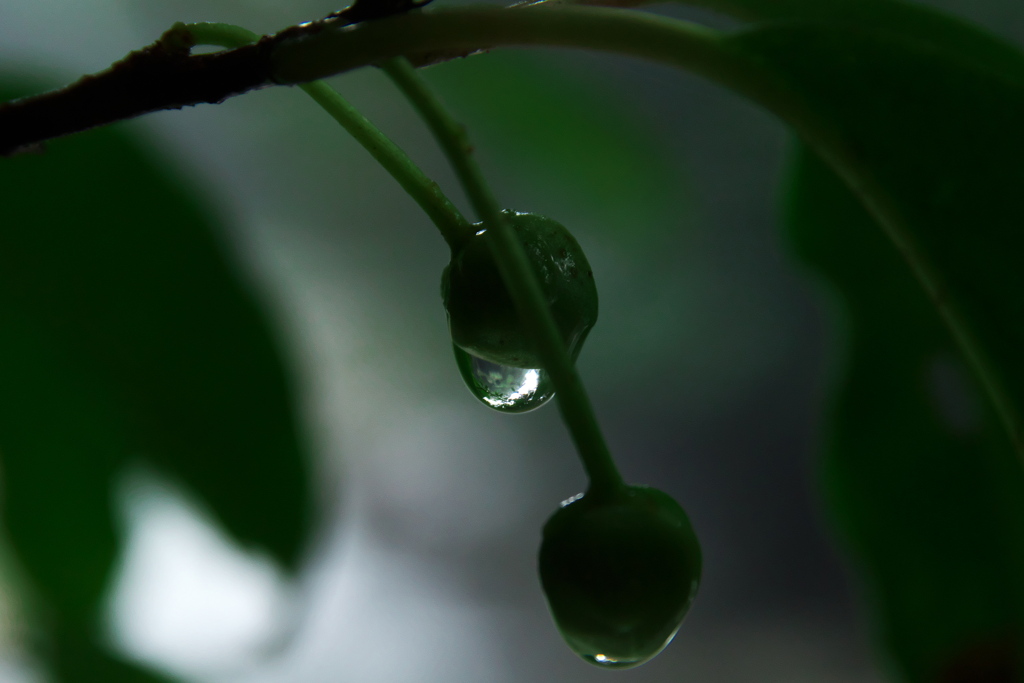 雨上がり