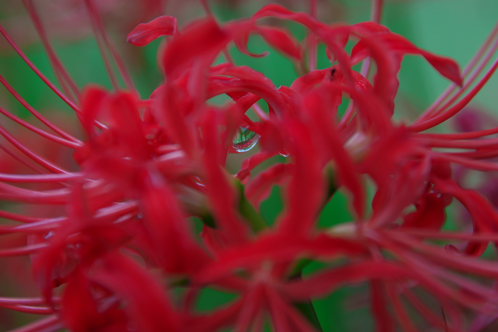 彼岸花