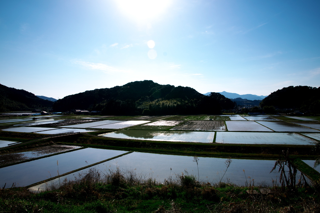 田植え