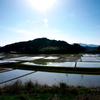 田植え