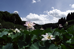 蓮と空