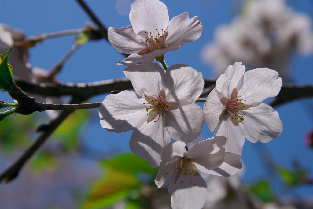 桜