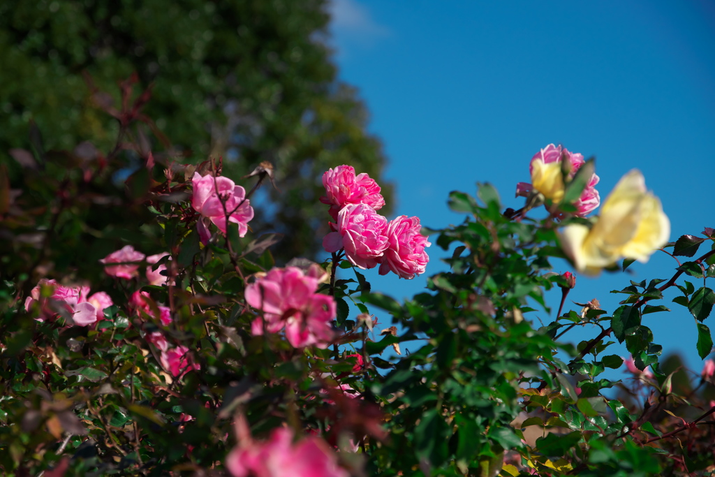 薔薇と青空