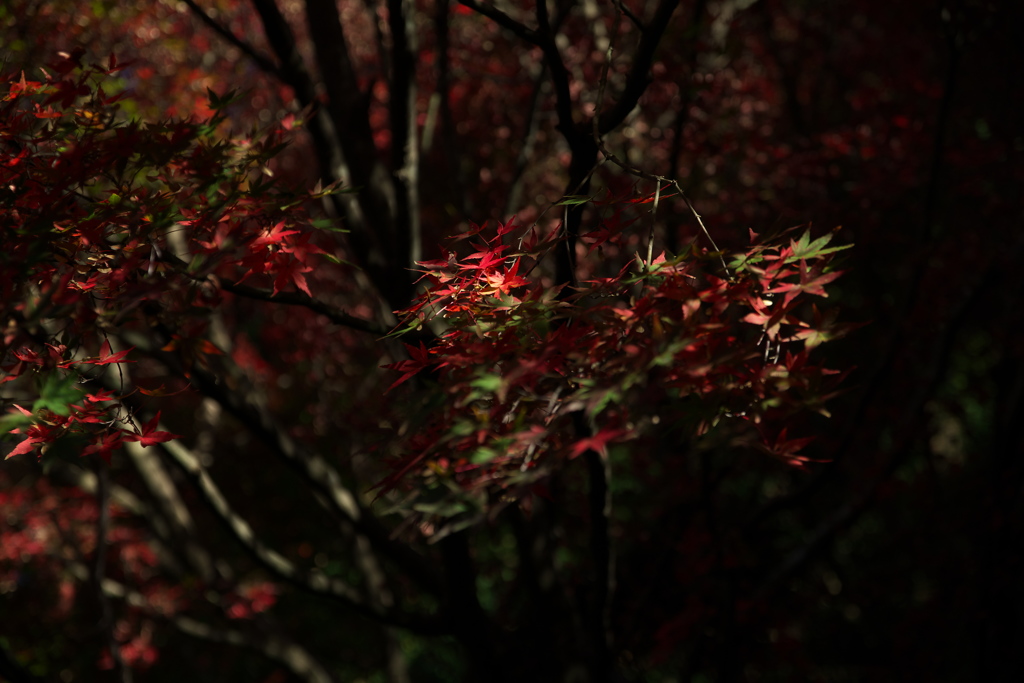 紅葉
