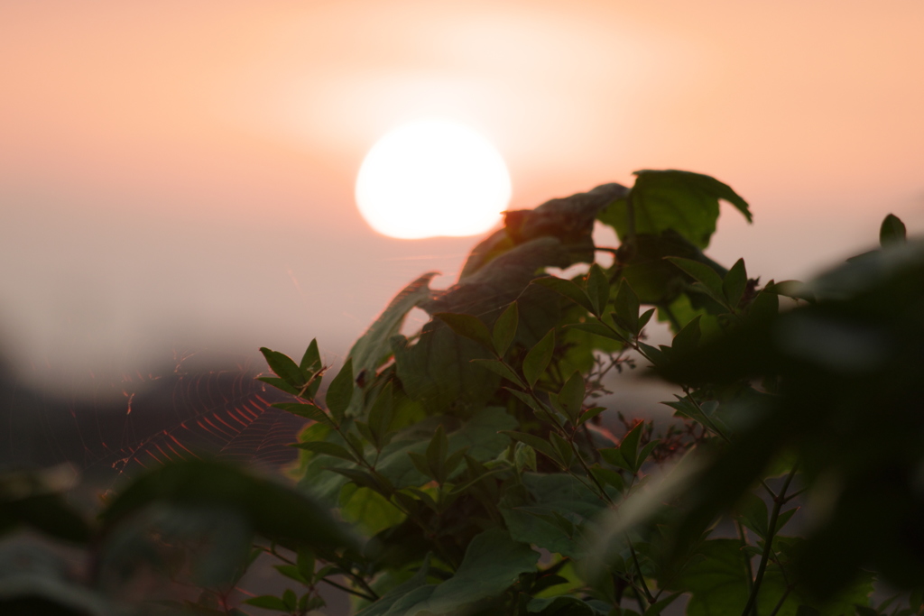 朝日と蜘蛛の巣