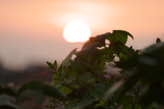 朝日と蜘蛛の巣