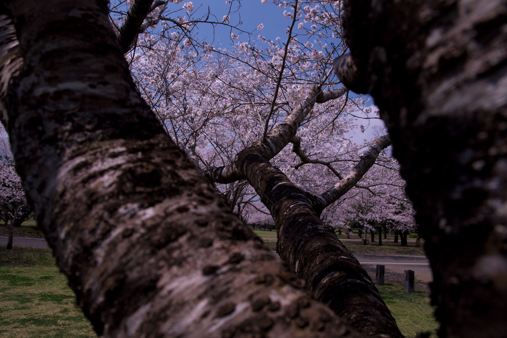 桜満開