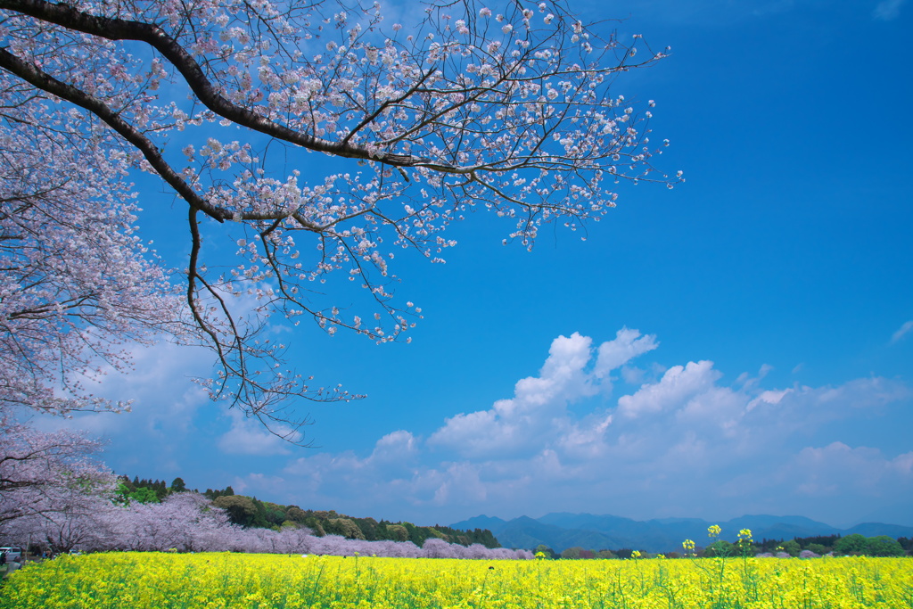 青空と花2