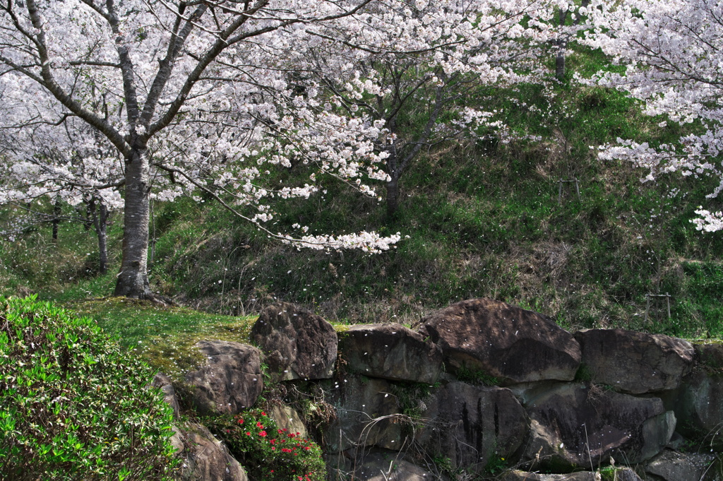 桜ふぶき