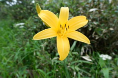 ニッコウキスゲ