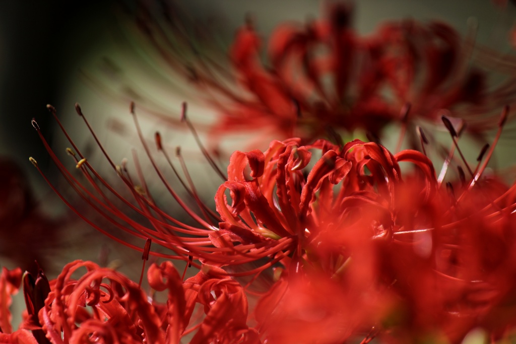 紅