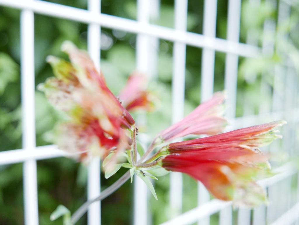 この花は甘いのかな