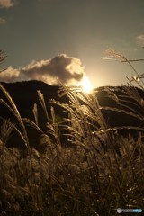D71_5952_R
