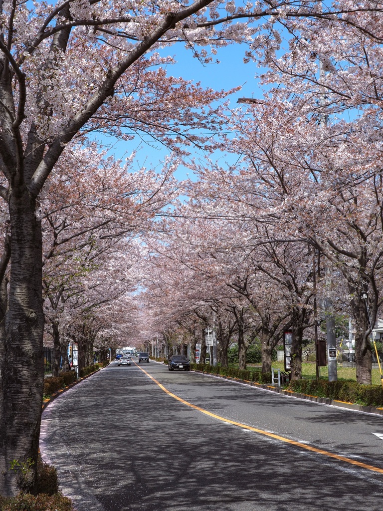 調布飛行場付近 桜のトンネル