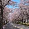 調布飛行場付近 桜のトンネル