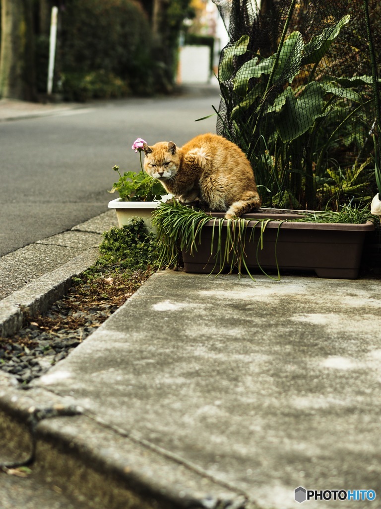 近所の老猫