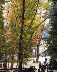 軽い紅葉具合