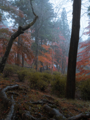 毘沙門堂の紅葉２