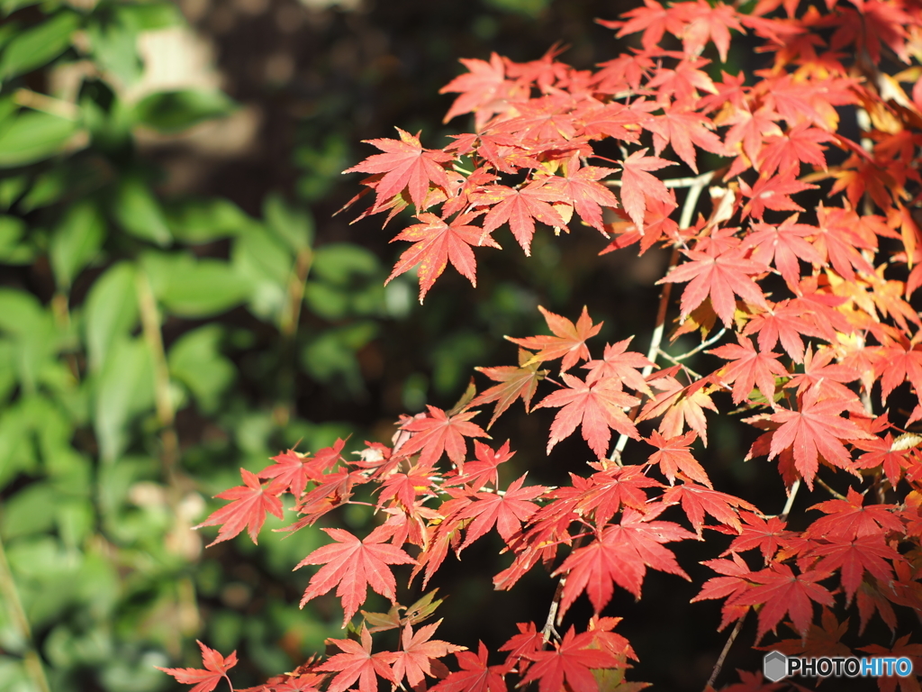 玉川上水の紅葉
