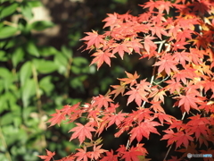 玉川上水の紅葉