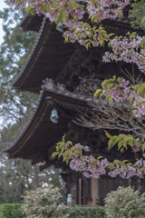 椿山荘の三重塔と河津桜
