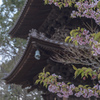 椿山荘の三重塔と河津桜