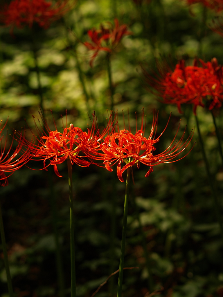 野川公園の曼珠沙華