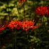 野川公園の曼珠沙華