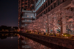 皇居のお濠に面する夜桜