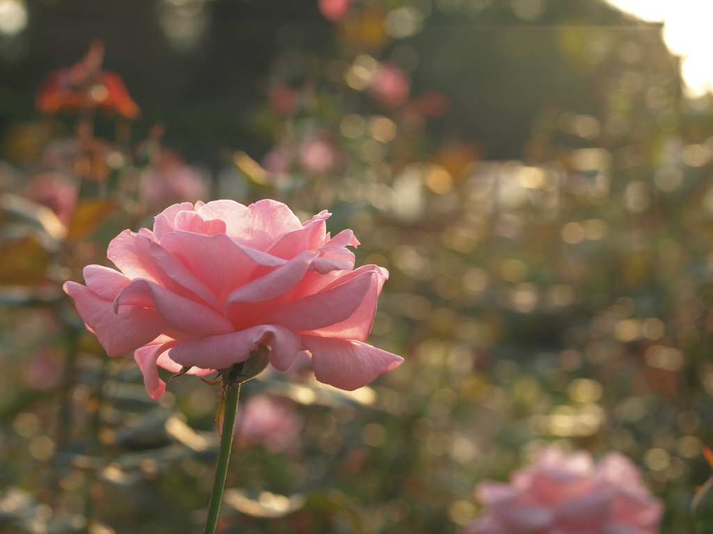 夕暮れ時の薔薇