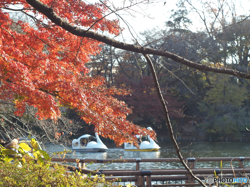 井の頭公園の紅葉